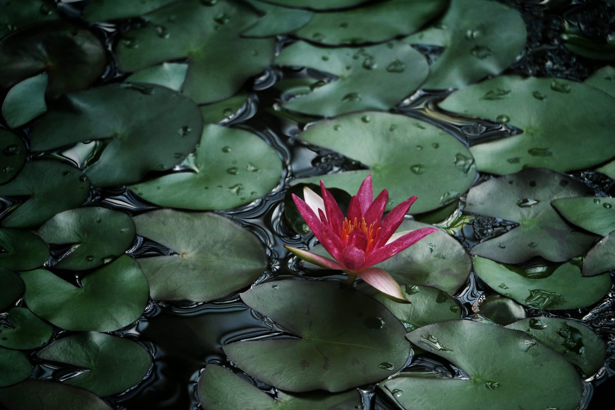 Cinco días de retiro en silencio – Retiro de mindfulness en Soria, julio 2024